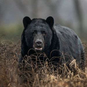 Meet your Posher, Chandler